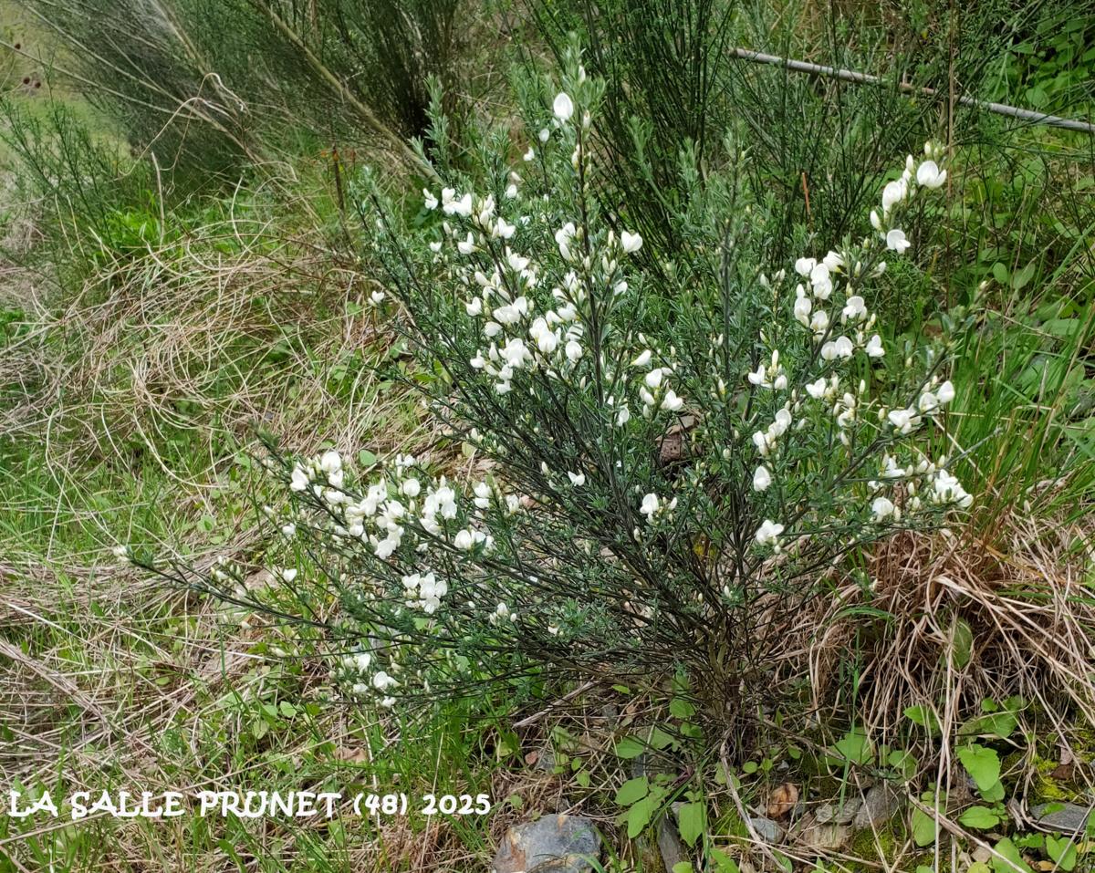 Broom, White Spanish plant